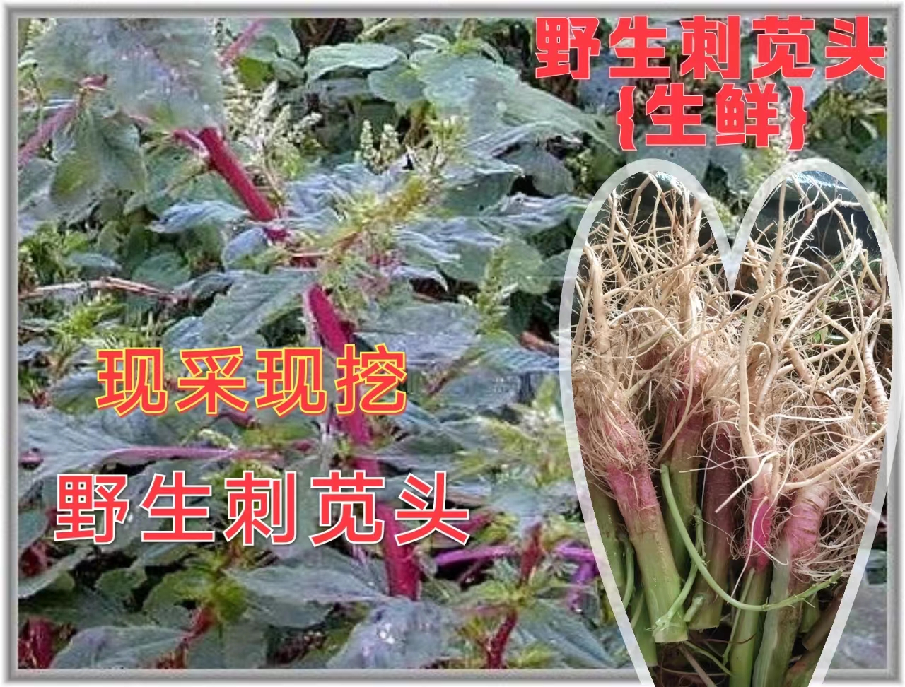 新鲜苋菜野生红梗刺 苋菜梗 刺苋根 刺苋头 刺苋菜苋菜头刺簕头根