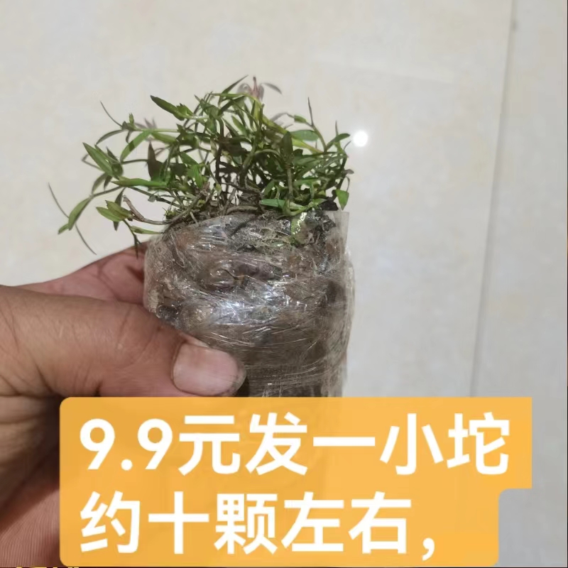 广西新鲜半边莲生半边莲苗包邮新鲜现采半边莲草半边花半边莲盆栽