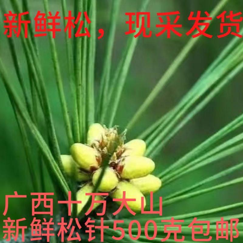 广西野生新鲜松针茶马尾松二针松叶酵素无糖全松茶松针茶包邮