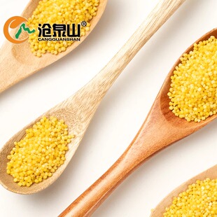 沧泉山K1金苗小米小米特产杂粮五谷农产品 厨房食用米熬粥黄米