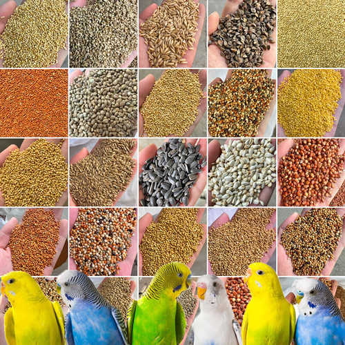 Natural Mixed Seeds Bird Seed Mix, Parrot Food Daily Blend