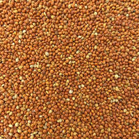 Natural Mixed Seeds Bird Seed Mix, Parrot Food Daily Blend thumbnail 4