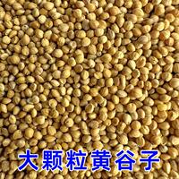 Natural Mixed Seeds Bird Seed Mix, Parrot Food Daily Blend thumbnail 2