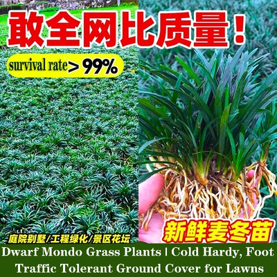 DwarfMondoGrassPlants