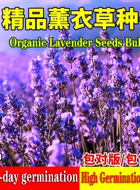 Organic Lavender Seeds for Planting – High Germination Rate