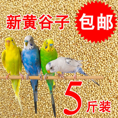 Yellow millet bird food parrot mixed feed bird food黄谷子