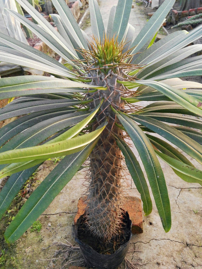 霸王树原产地非洲霸气十足远古时期一款实生苗多肉块根植物.