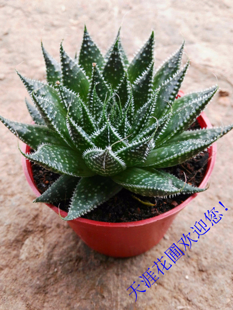 绫锦别名波路多肉植物,家种观赏绿植小盆载防辐射专用.