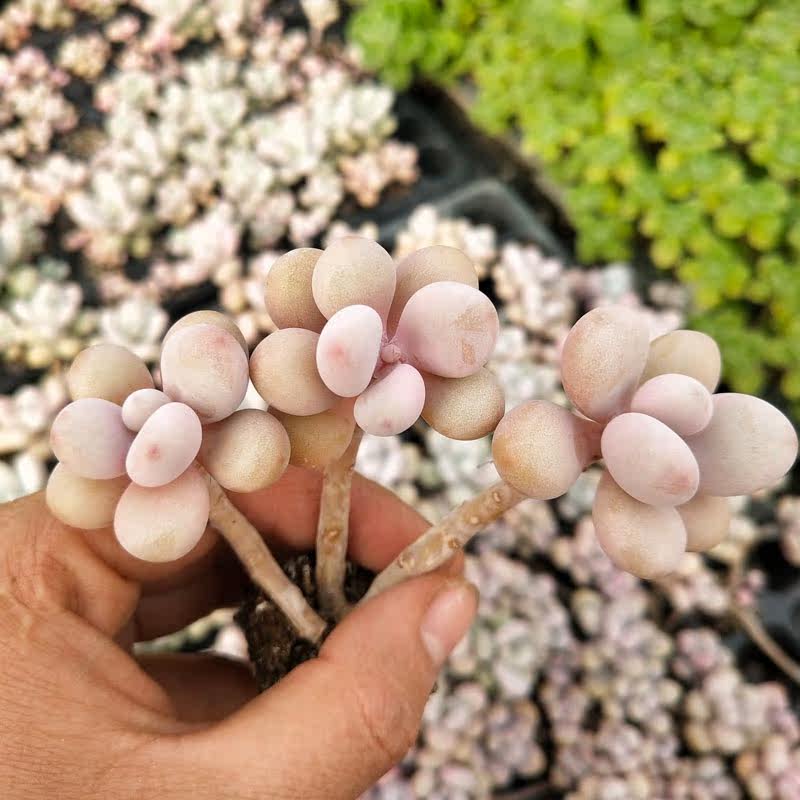 桃蛋多肉植物盆栽老桩肉肉桃之卵好养多头群生命运多肉办公桌