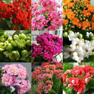 长寿花盆栽四季 开花金狐狸重瓣大花带花苞原盆土好养室内阳台花卉