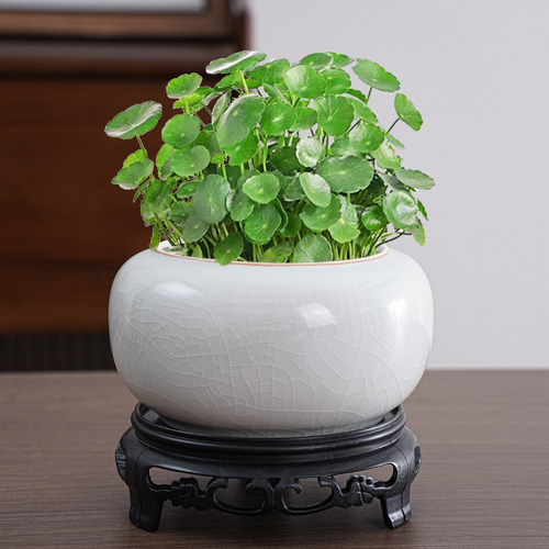水培花盆陶瓷铜钱草花瓶