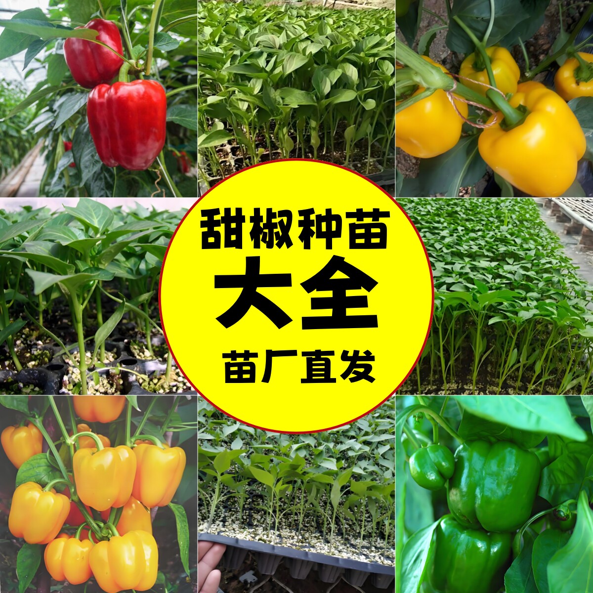 荷兰进口六色甜椒种子辣椒苗秧圆家庭园艺种子