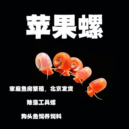 苹果螺黄金螺除藻螺除藻神器清洁净化鱼缸残食狗头饲料龟饲料
