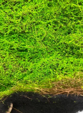 仿真苔藓草坪绿化景观青苔草皮水陆缸铺面植物墙永生水苔盆景垫材