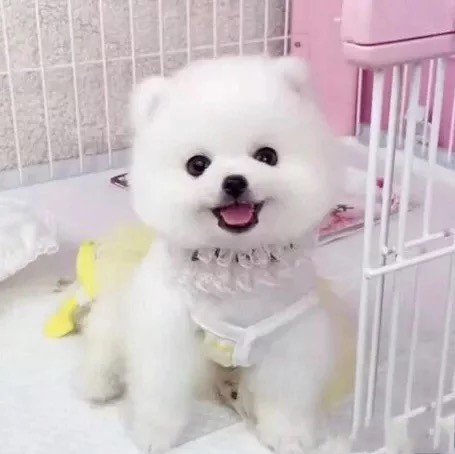 成都贰仟博美袖珍茶杯犬哈多利球型博美幼犬纯种博美俊介活体宠物