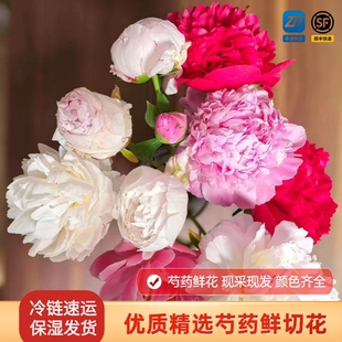 山东菏泽芍药鲜切花牡丹鲜花进口大芍药水培插花落日珊瑚沙拉鲜花