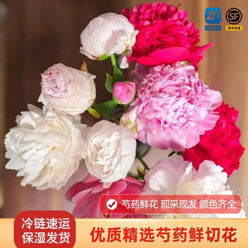山东菏泽芍药鲜切花牡丹鲜花进口大芍药水培插花落日珊瑚沙拉鲜花