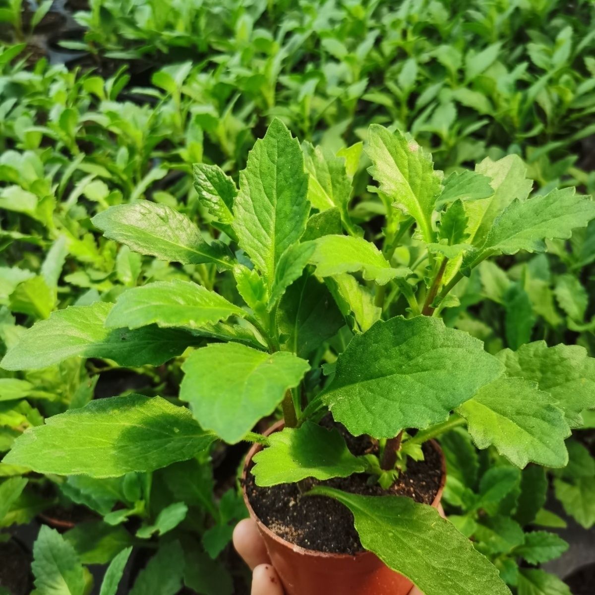 片仔癀草苗盆栽新鲜真品种食用有机天然去火嫩叶鲜叶清热片仔癀草