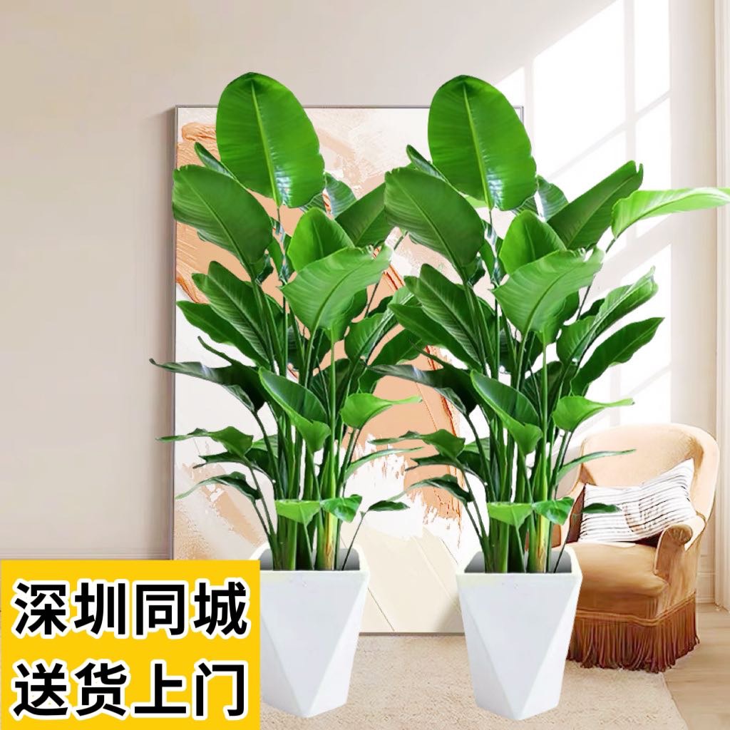 鹤望兰绿植盆栽天堂鸟客厅办公室