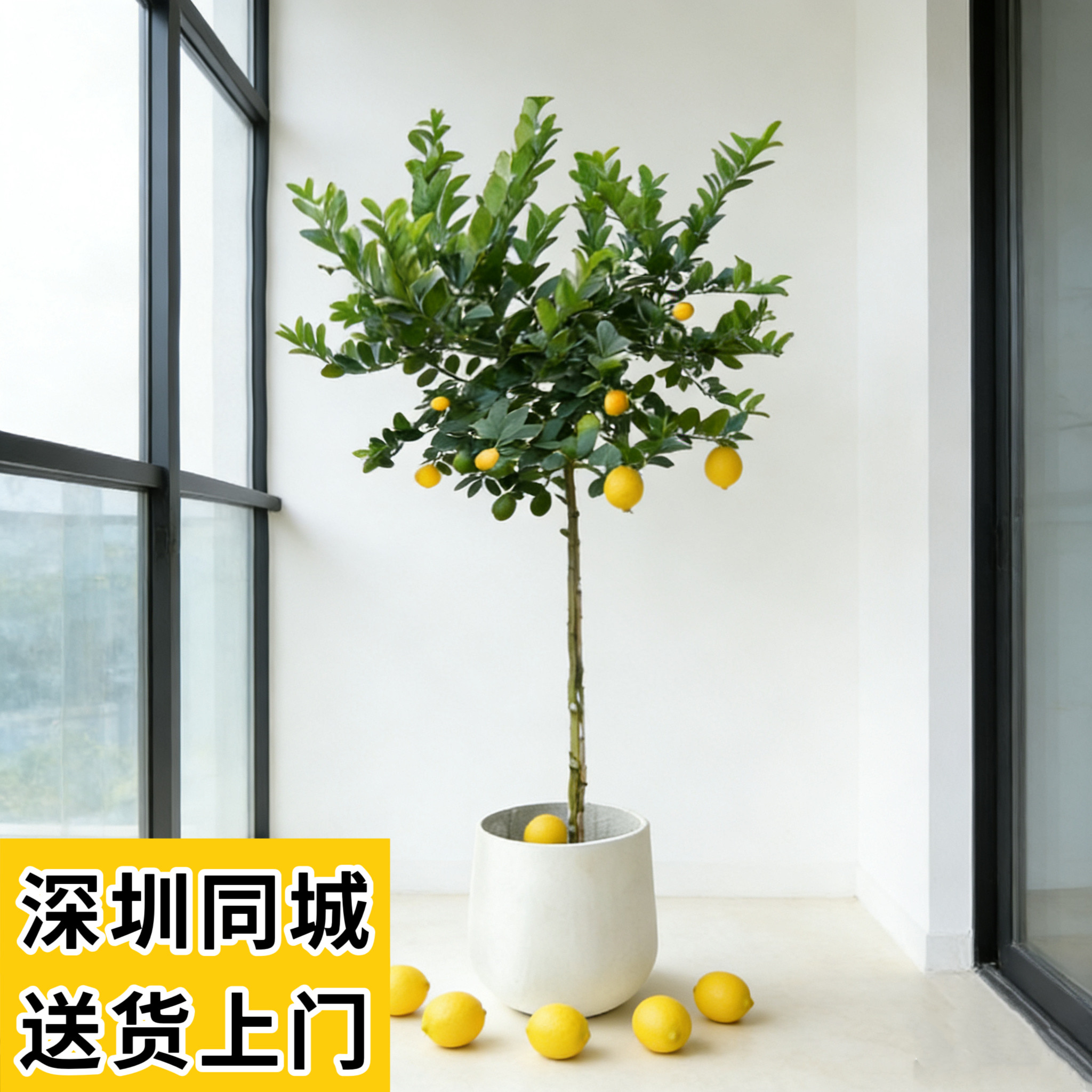 柠檬树盆栽客厅室内办公室高杆大树植物香水柠檬大型绿植带果真树
