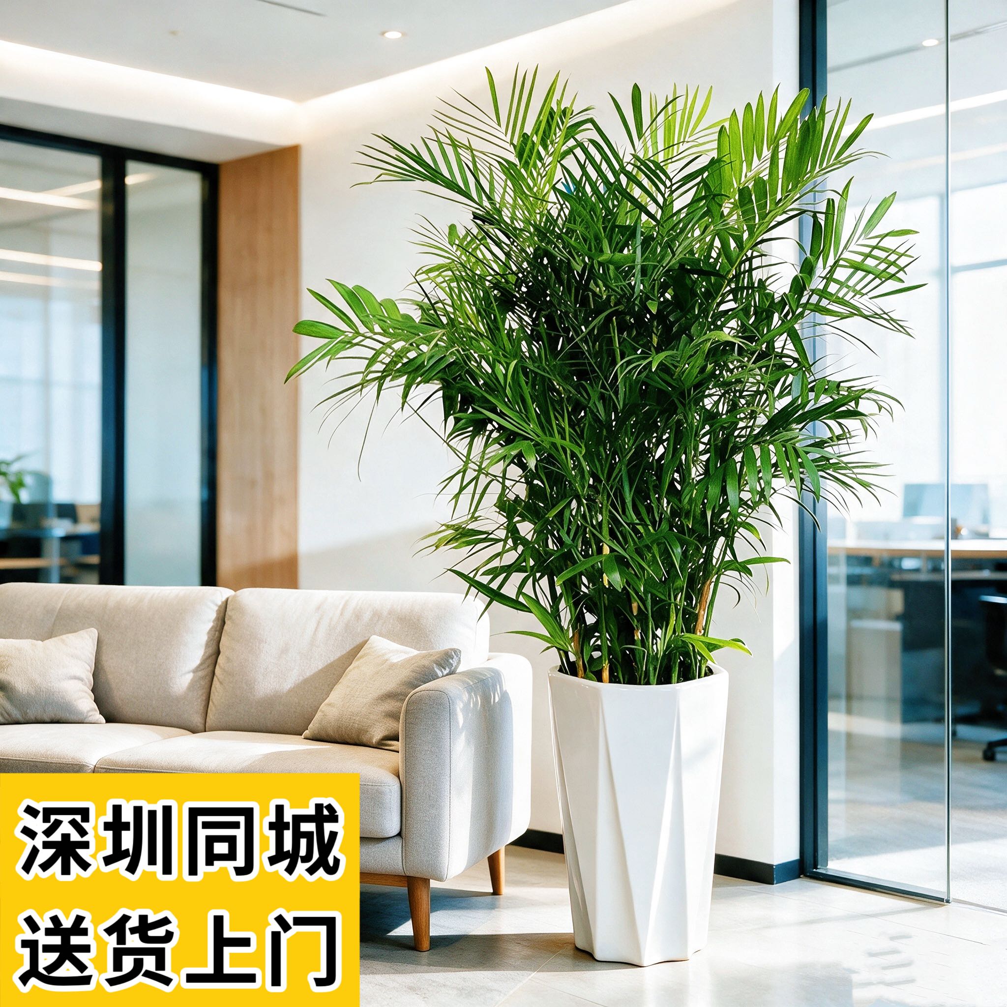 夏威夷竹盆栽凤尾竹办公室内客厅大型绿植散尾葵盆景椰子树深圳送
