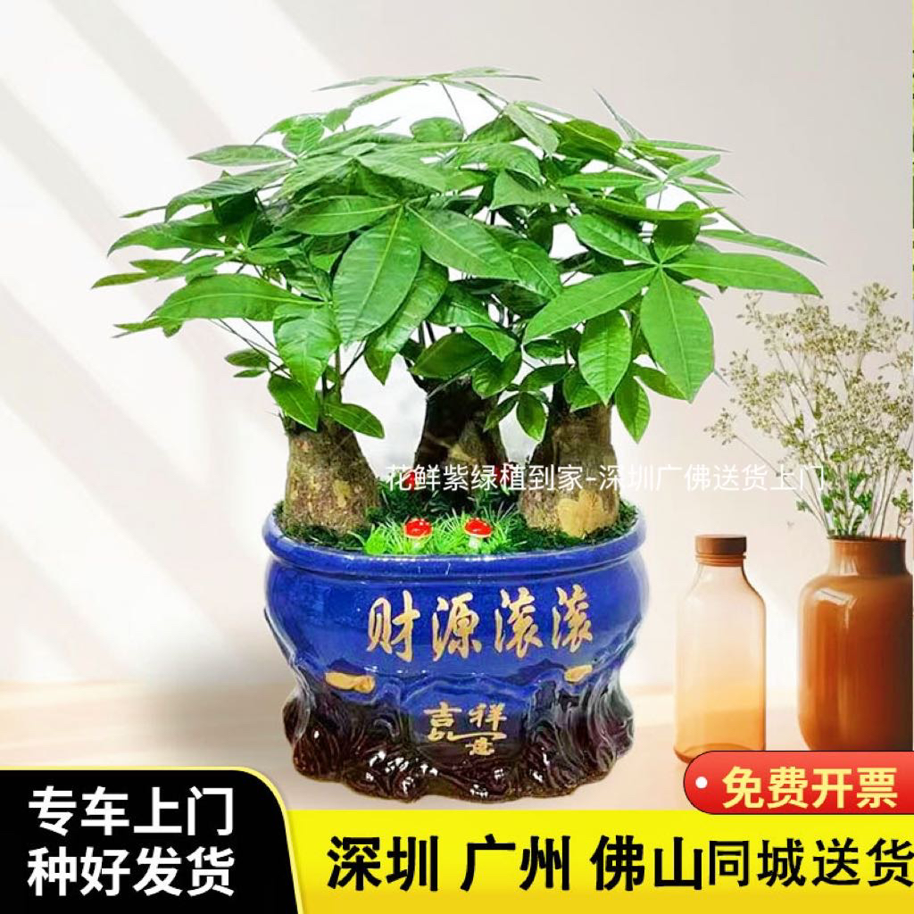 深圳发财树盆栽 开业送礼办公室客厅盆栽 好养活绿植造型盆景