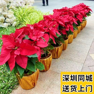 一品红盆栽圣诞花庭院阳台花卉植物 展厅喜庆花卉深圳同城