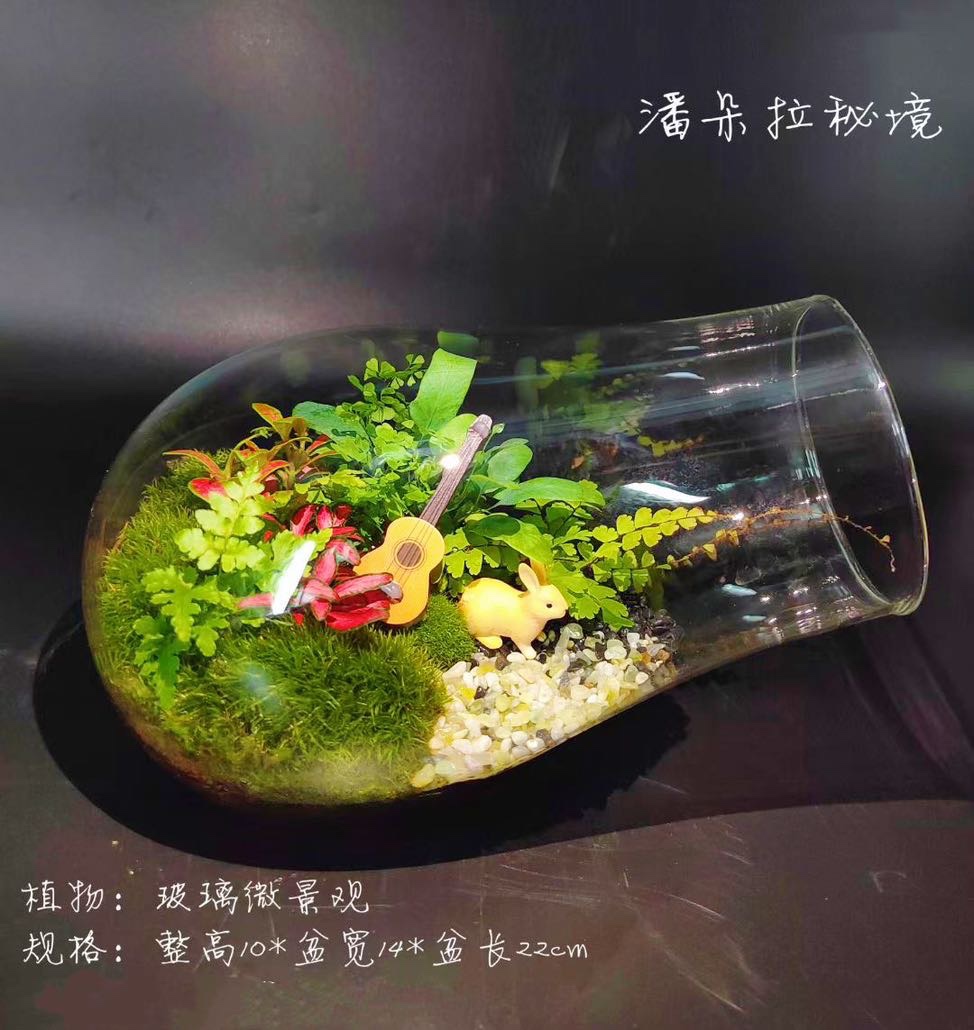 微景观植物盆栽DIY植物生日礼物办公桌书桌摆件苔藓玻璃微观盆景