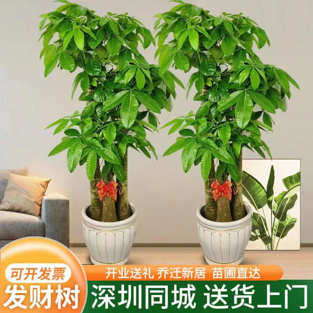 深圳广州发财树大型植物室内办公室前台招财乔迁绿植盆栽同城配送