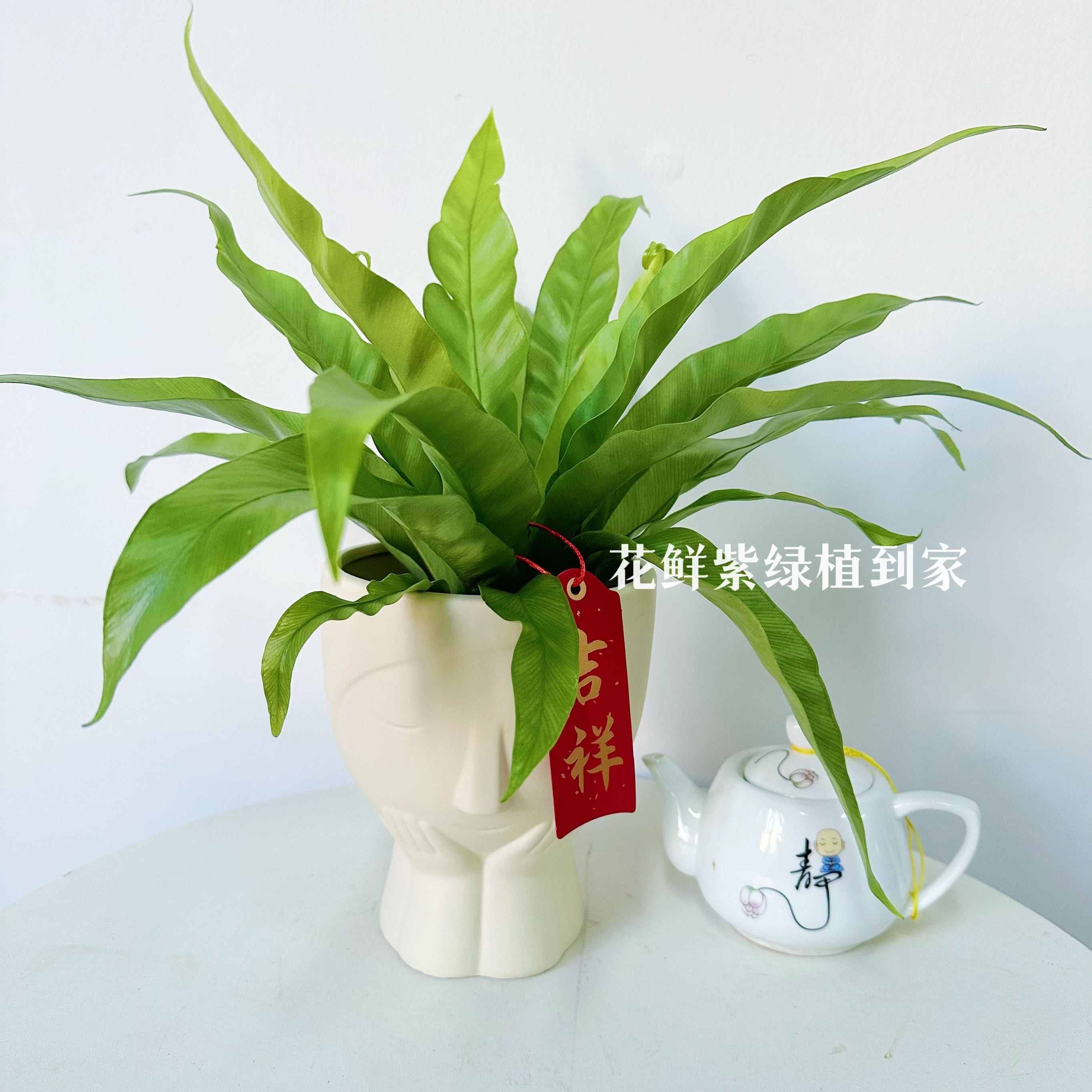 鸟巢蕨蕨类水培植物 懒人室内办公桌绿植 好养桌面绿植深圳同城