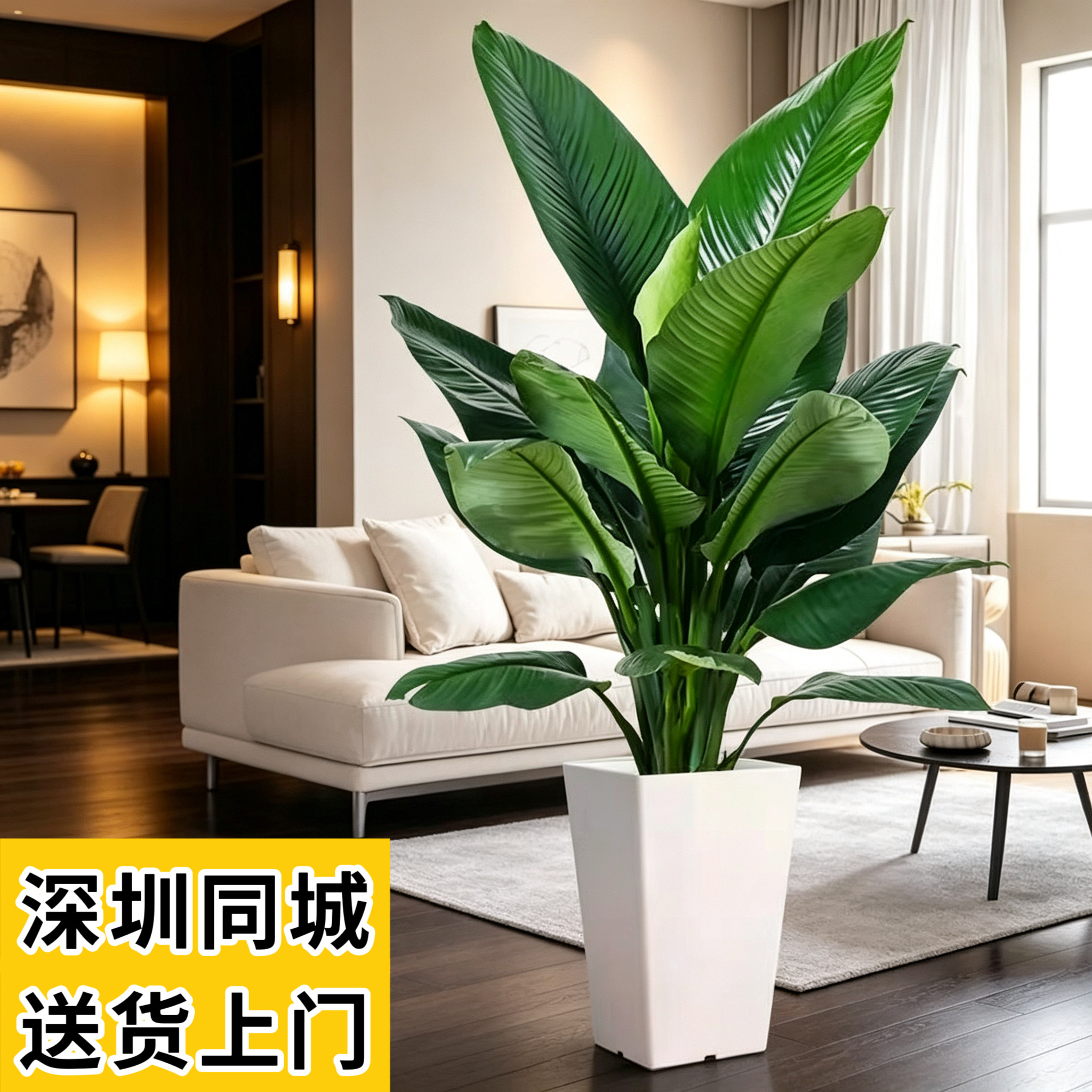 绿巨人阔叶盆栽 办公室内客厅吸甲醇好养活绿植 深圳同城送货