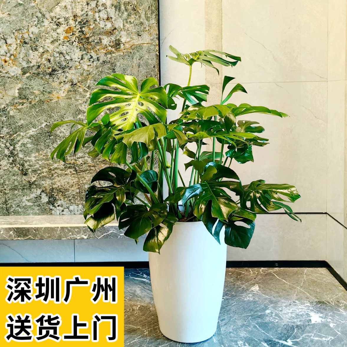 龟背竹盆栽大小型植物办公室新房客厅卧室书房室内好养活净化空气图片