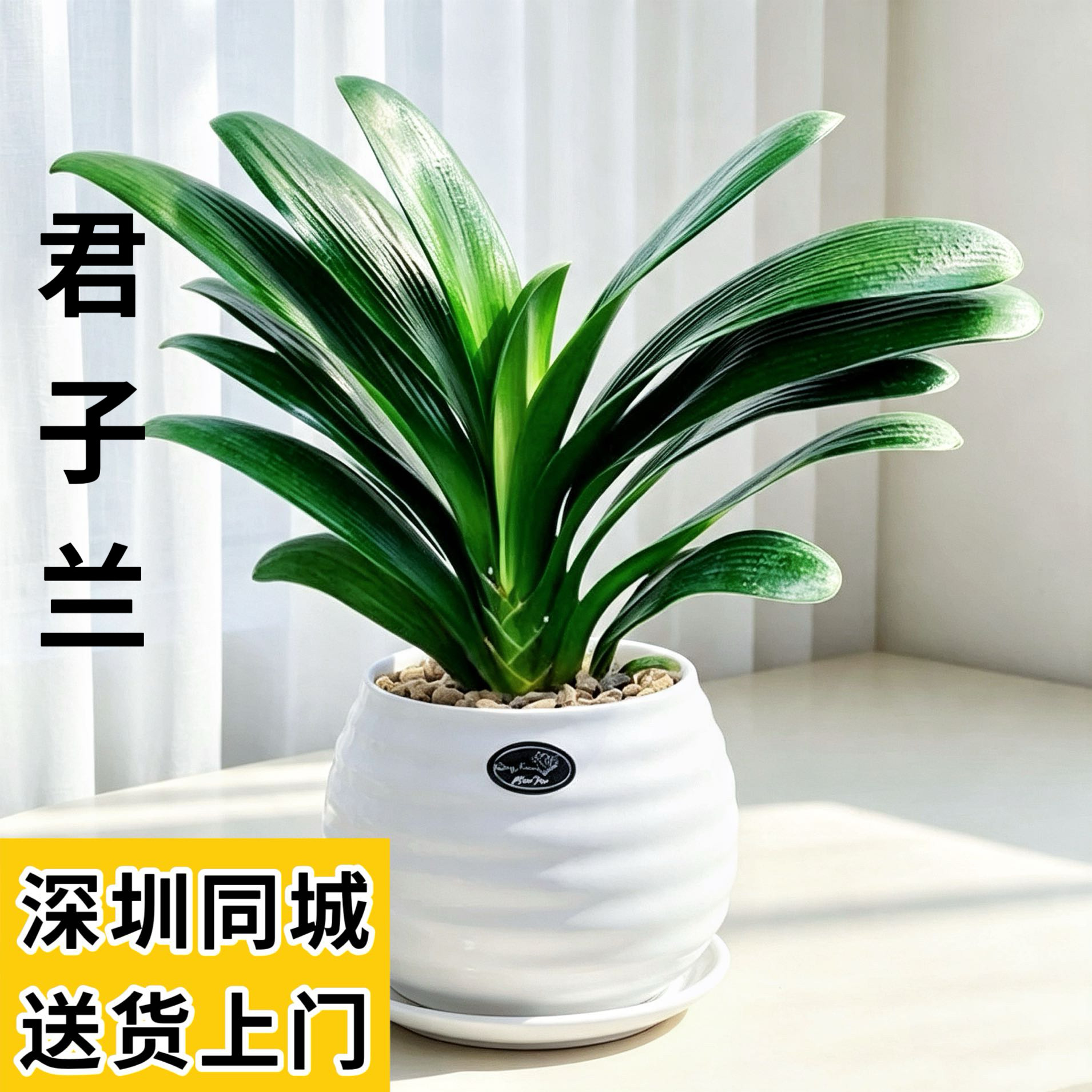 办公室君子兰客厅植物君子兰图片