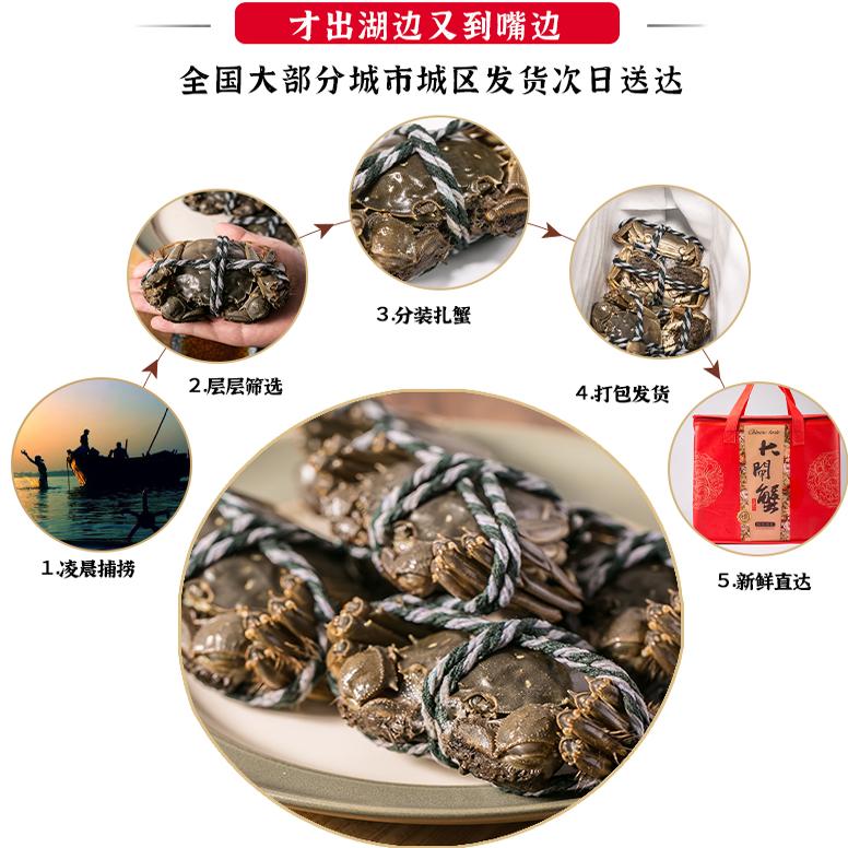 答蟹大闸蟹约3.5两母蟹，约4.5两公蟹，各4只，共8只