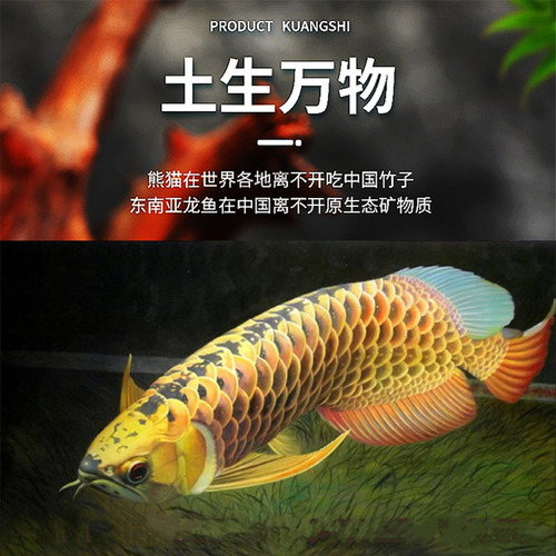 马来西亚增加修复地包天黑水素