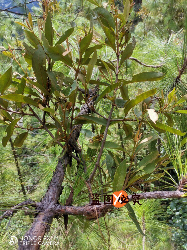 山区农村正宗松树寄生草老树寄生茶现採带松枝寄生茶包邮