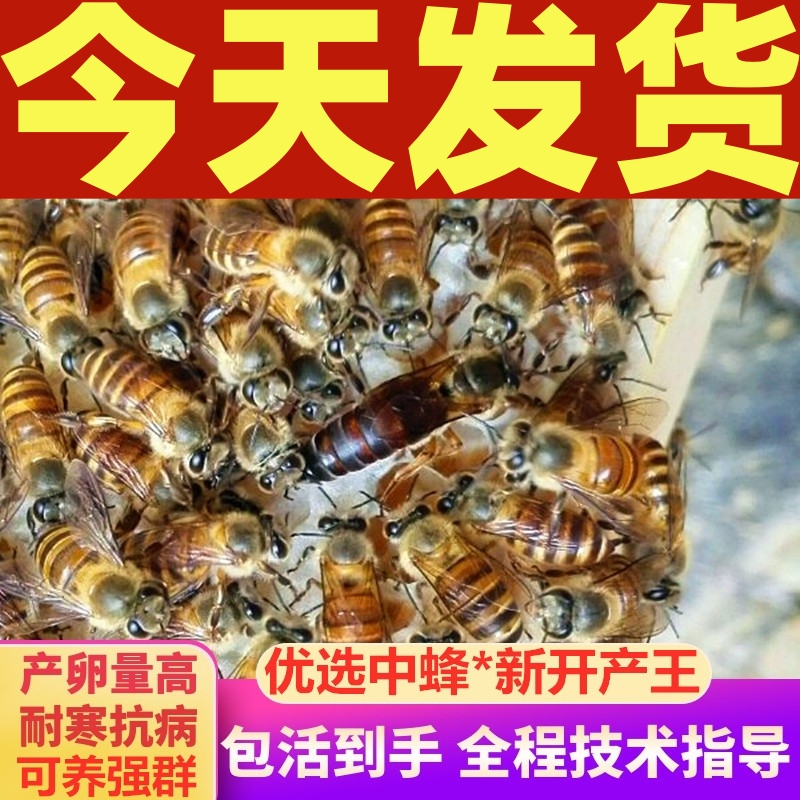 中蜂种王蜂良种双色阿坝红背仓王天柱开产红环土蜂广东大力杂交尾