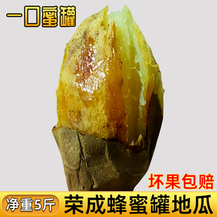 荣成蜂蜜罐地瓜山东威海特产农家黄白心红薯新鲜山芋番薯香糯甜