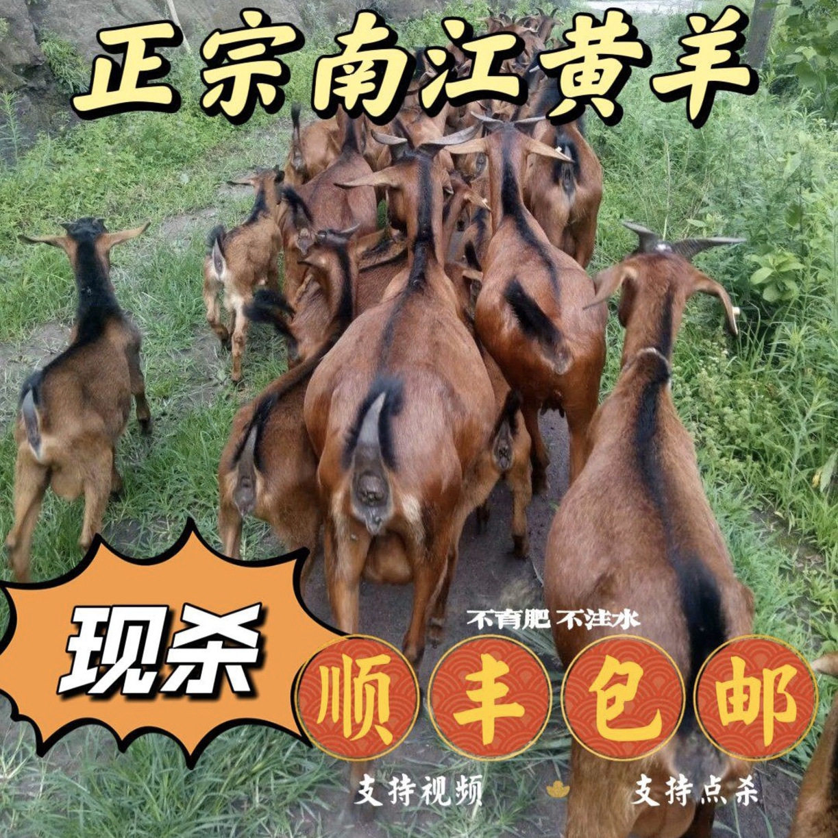 四川正宗散养南江黄羊肉新鲜带皮生羊前腿带排羊头5斤冷鲜包邮