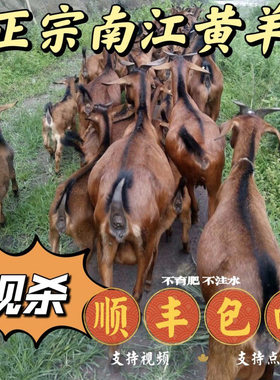 四川正宗散养南江黄羊肉新鲜带皮生羊前腿带排羊头5斤冷鲜包邮
