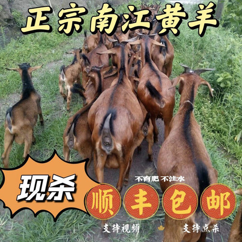 四川正宗散养南江黄羊肉新鲜带皮生羊前腿带排羊头5斤冷鲜包邮