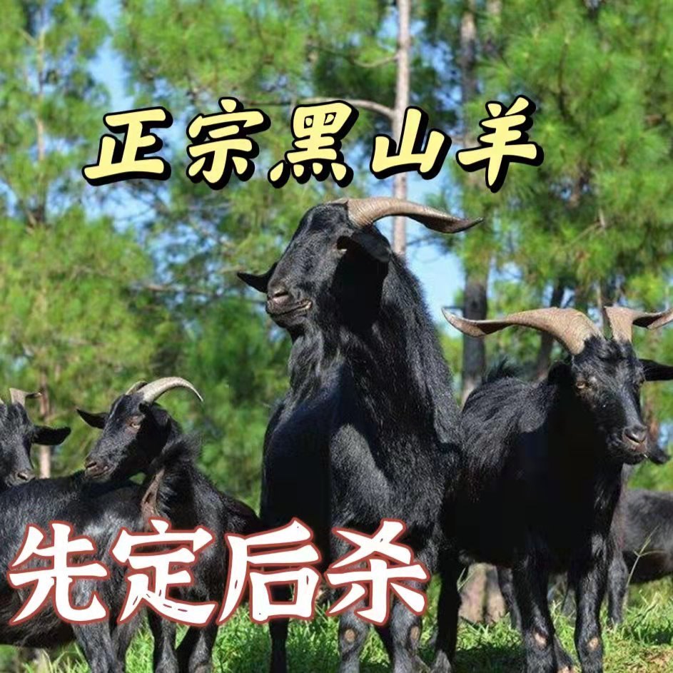 黑山羊肉新鲜散养黑山羊肉羊腿