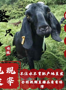 农家散养正宗黑山羊肉新鲜带皮生