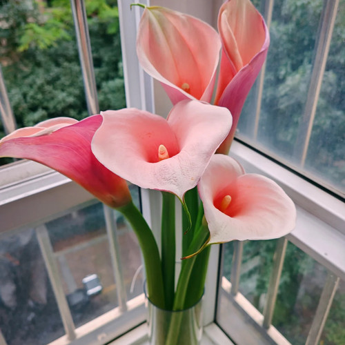 【火烈鸟粉色马蹄莲】云南新鲜鲜花 全店任意两件顺丰京东包邮