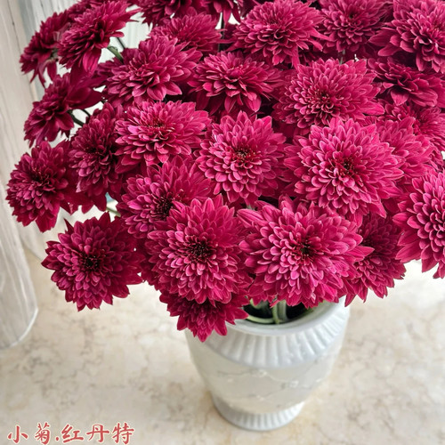 【红丹特小雏菊10支】云南新鲜鲜花 全店任意两件顺丰京东包邮