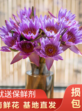 紫色睡莲10支云南新鲜鲜花 全店任意两件顺丰京东包邮