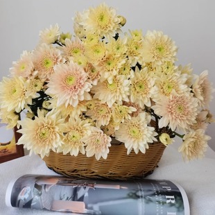 包邮 云南新鲜鲜花全店任意2件 送货上门 香草沙拉小雏菊10支