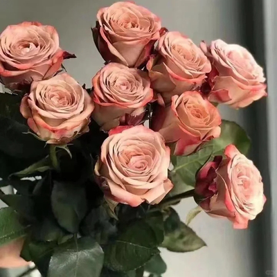 卡布奇洛玫瑰10支云南新鲜鲜花 全店任意两件顺丰京东包邮