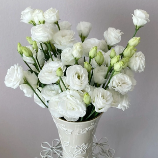 包邮 全店任意2件 云南新鲜鲜花 送货上门 白色洋桔梗400g