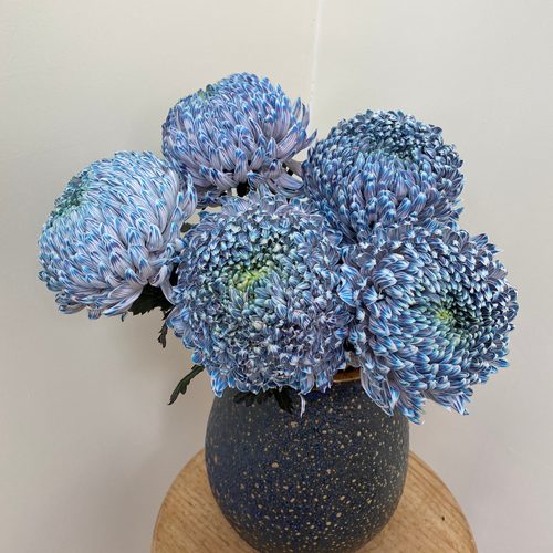 【福利牡丹菊水墨柔情5支】云南鲜花全店任意升级快递包邮
